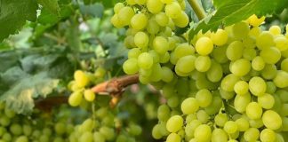 Rrushi “made in Albania” në supermarketet e Europës, dyfishohen eksportet