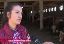 Njihuni me Egzonën, 22 vjeçarja menaxhon fermën me 30 viça e lopë dhe është studente e dalluar