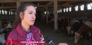Njihuni me Egzonën, 22 vjeçarja menaxhon fermën me 30 viça e lopë dhe është studente e dalluar
