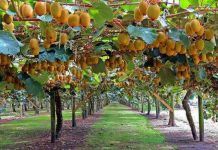 Merr hov kultivimi i kivit në Shqipëri, mbi 680 tonë në 2020-ën