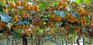 Merr hov kultivimi i kivit në Shqipëri, mbi 680 tonë në 2020-ën