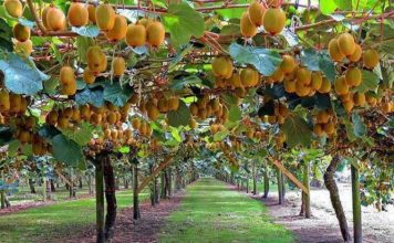 Merr hov kultivimi i kivit në Shqipëri, mbi 680 tonë në 2020-ën