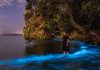 Fenomeni i rrallë/ Laguna blu spektakolare e Auckland ku uji bëhet fosforeshent (FOTOT)