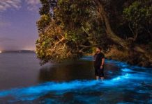 Fenomeni i rrallë/ Laguna blu spektakolare e Auckland ku uji bëhet fosforeshent (FOTOT)