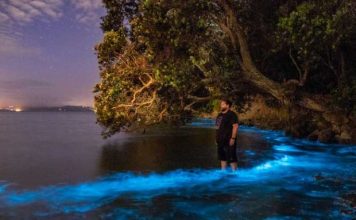 Fenomeni i rrallë/ Laguna blu spektakolare e Auckland ku uji bëhet fosforeshent (FOTOT)