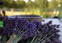 Shqipëria, e 16-ta në botë për bimët medicinale