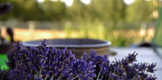 Shqipëria, e 16-ta në botë për bimët medicinale