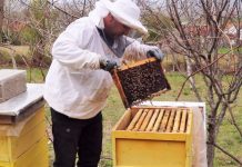 FOTO/ Njihuni me Ilirin nga Kukësi, bletarritësi që e nisi nga zero dhe sot ka 140 koshere