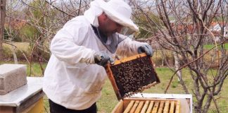 FOTO/ Njihuni me Ilirin nga Kukësi, bletarritësi që e nisi nga zero dhe sot ka 140 koshere