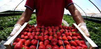 Rekord eksportesh, ja qarku që prodhon më shumë luleshtrydhe në Shqipëri