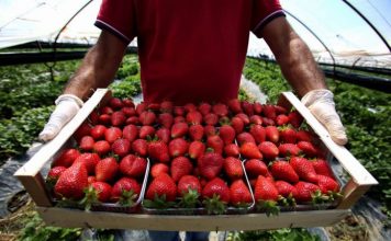 Rekord eksportesh, ja qarku që prodhon më shumë luleshtrydhe në Shqipëri