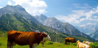 INSTAT zbulon dy qarqet që kanë blegtorinë më të zhvilluar në Shqipëri