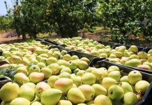 Zbulohet shifra/ Mësoni sa tonë dardha prodhoi Shqipëria në 2020