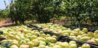 Zbulohet shifra/ Mësoni sa tonë dardha prodhoi Shqipëria në 2020