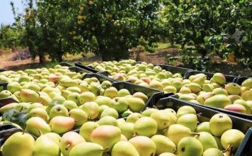 Zbulohet shifra/ Mësoni sa tonë dardha prodhoi Shqipëria në 2020