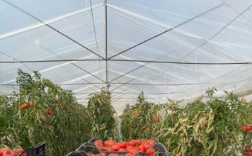 Janar-korrik 2021, eksportet e fruta-perimeve u rritën me 8.5%