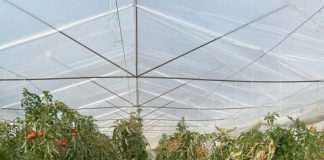 Eksportet bujqësore shkojnë në 26,450 milionë lekë