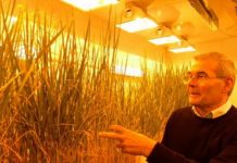 Profil/ Njihuni me shqiptarin Filip Haxheri, një nga ekspertët më të mirë të orizit në botë