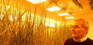 Profil/ Njihuni me shqiptarin Filip Haxheri, një nga ekspertët më të mirë të orizit në botë