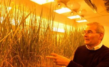 Profil/ Njihuni me shqiptarin Filip Haxheri, një nga ekspertët më të mirë të orizit në botë