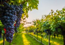 Vreshtat e rrushit në Shqipëri/ A e dini se…