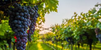 Vreshtat e rrushit në Shqipëri/ A e dini se…