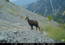 FOTOT/ Nga dhia e egër tek kaprolli, kamerat kapin pamje fantastike në Gjirokastër