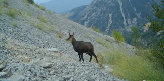 FOTOT/ Nga dhia e egër tek kaprolli, kamerat kapin pamje fantastike në Gjirokastër