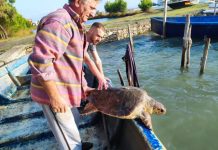 FOTOT – Shpëtohet breshka e detit në lagunën e Patokut