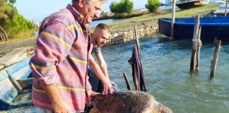 FOTOT – Shpëtohet breshka e detit në lagunën e Patokut