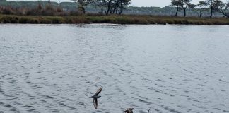 FOTOT – VROJTIMI I GJELËZËS SQEPHOLLË NË LIGATINËN SEKTOR-RINIA, DURRËS