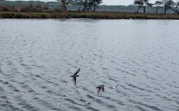 FOTOT – VROJTIMI I GJELËZËS SQEPHOLLË NË LIGATINËN SEKTOR-RINIA, DURRËS