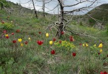 “Tulipa Albanica” – A e dini se tulipani i kuq më i rrallë në botë gjendet në Shqipëri (FOTO)