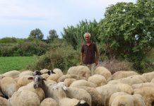 FOTO/ Njihuni me Bertin, la emigrimin dhe shtoi fermën me 100 krerë të imta