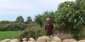 FOTO/ Njihuni me Bertin, la emigrimin dhe shtoi fermën me 100 krerë të imta