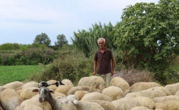 FOTO/ Njihuni me Bertin, la emigrimin dhe shtoi fermën me 100 krerë të imta