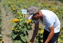 Sot do t’iu njohim me Martirion, “mbretin” lulediellit – E nisi me 5 hektarë, sot ka 40 HA të mbjella (FOTO)