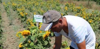 Sot do t’iu njohim me Martirion, “mbretin” lulediellit – E nisi me 5 hektarë, sot ka 40 HA të mbjella (FOTO)