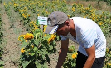 Sot do t’iu njohim me Martirion, “mbretin” lulediellit – E nisi me 5 hektarë, sot ka 40 HA të mbjella (FOTO)