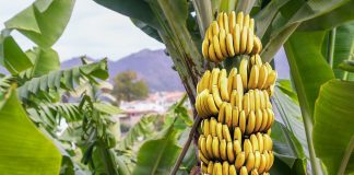 Bananet të shkëlqyera për shëndetin/ Mënyrat për t’i konsumuar ato