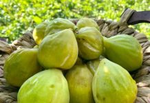 A e dini sa mijë ton fiq prodhon Shqipëria në vit?