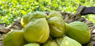 A e dini sa mijë ton fiq prodhon Shqipëria në vit?