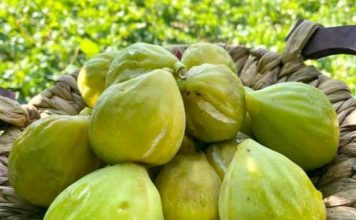 A e dini sa mijë ton fiq prodhon Shqipëria në vit?