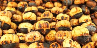 Krenaria shqiptare/ Ja pse gështenjat e Tropojës janë super të kërkuara në Evropë