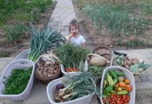 Korça nuk zhgënjen kurrë, kopshtet komunitare një model suksesi (FOTOT)