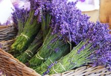 Mjekësore dhe Aromatike/ Njihuni me 24 bimët magjike të tokës Shqiptare