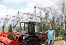 FOTOT/ Njihuni me Kledisin, fermeri që ka dyfishuar sipërfaqet e mollëve për eksport