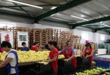 Prodhimi bio, a e dini sa ferma organike ka Shqipëria? Si të përfitoni subvencion