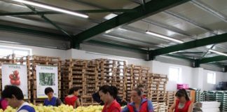 Prodhimi bio, a e dini sa ferma organike ka Shqipëria? Si të përfitoni subvencion