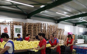 Prodhimi bio, a e dini sa ferma organike ka Shqipëria? Si të përfitoni subvencion